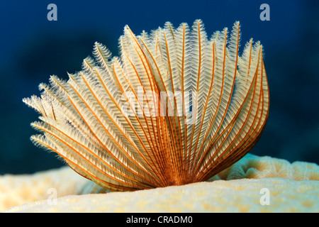 Ventilateur commun ver (Sabellastarte sp.) sur la pierre de corail, Royaume hachémite de Jordanie, Mer Rouge, de l'Asie occidentale Banque D'Images