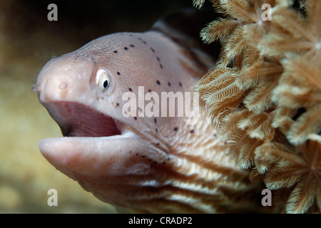 Parsemé de gris (Siderea grisea Moray) portrait, bouche ouverte, Xenia coral, Royaume hachémite de Jordanie, JK, Mer Rouge, de l'Asie occidentale Banque D'Images