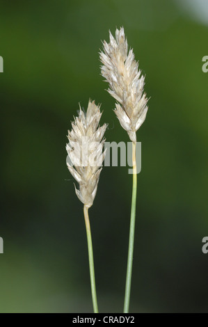 MOOR-BLUE GRASS Sesleria caerulea Banque D'Images