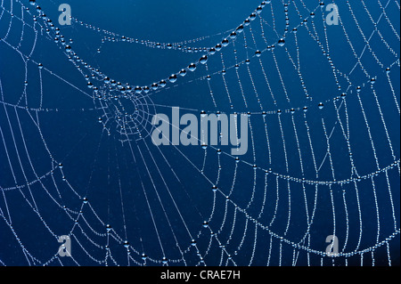 Spider web avec des gouttes de rosée, l'Allemagne, de l'Europe Banque D'Images