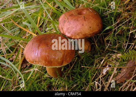 Champignons bolets Bay (Boletus badius), Royaume-Uni Banque D'Images