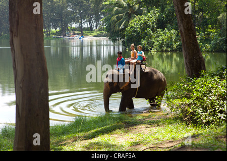 Les éléphant d'Asie (Elephas maximus) comme une attraction touristique, Phuket, Thaïlande, Asie, PublicGround Banque D'Images