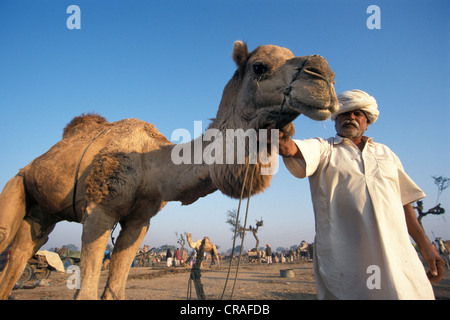 Chamelier avec camel, camel foire de Nagaur, Rajasthan, Inde, Asie Banque D'Images