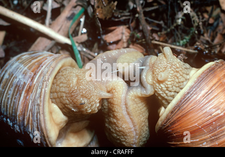 Roman / escargots (Helix pomatia : Helicidae) l'accouplement, un 'Amour' dart est clairement visible entre les escargots UK Banque D'Images