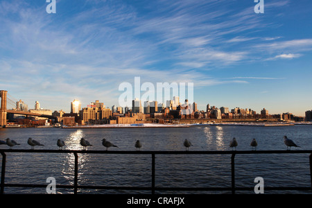 Mouettes sur une balustrade au South Street Seaport, Pier 17, manhattan, l'horizon de retour à Brooklyn, New York City, New York Banque D'Images