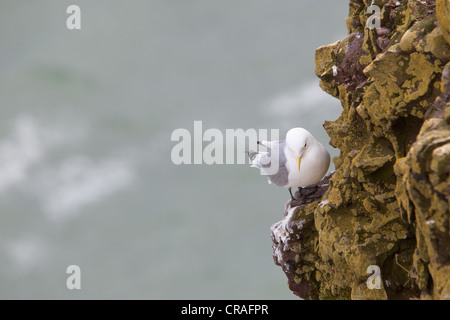 Mouette tridactyle reposant sur des falaises au site, RSPB Écosse Stonehaven Fowlsheugh Banque D'Images