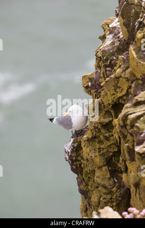 Mouette tridactyle reposant sur des falaises au site, RSPB Écosse Stonehaven Fowlsheugh Banque D'Images