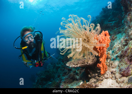 Diver à une variable à buissonnante Feather Star (Comanthina schlegeli), Lingganay, Leyte, Philippines Banque D'Images