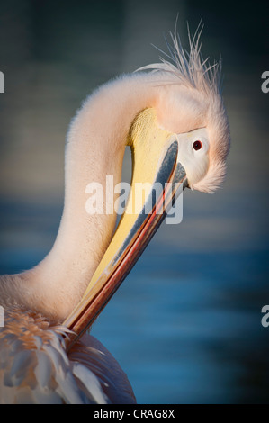 Le pélican blanc (Pelecanus onocrotalus), lissage, Stuttgart, Bade-Wurtemberg, Allemagne, Europe Banque D'Images