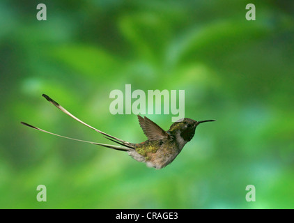 Peruvian Sheartail, hummingbird (Thaumastura cora), en captivité Banque D'Images