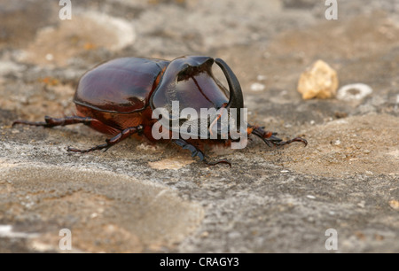 European du scarabée rhinocéros (Oryctes nasicornis), Bulgarie, Europe Banque D'Images