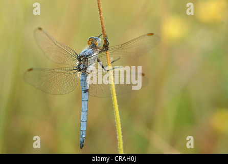 Le sud de l'Écumoir dragonfly (Orthetrum brunneum), la Bulgarie du nord, Bulgarie, Europe Banque D'Images