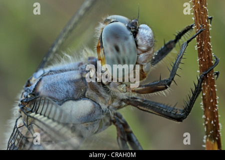 Le sud de l'Écumoir dragonfly (Orthetrum brunneum), la Bulgarie du nord, Bulgarie, Europe Banque D'Images