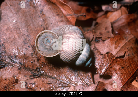 Winkle, terre ou rondes-mouthed snail (Pomatias elegans : Pomatiasidae) montrant son opercule, dans un bois de hêtre UK Banque D'Images