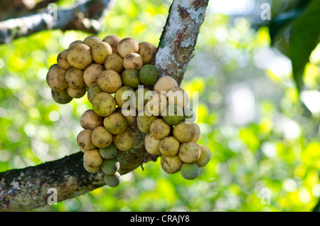 Longanes frais sur l'arbre. Banque D'Images