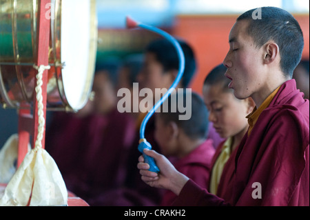 Les moines de la prière, Khinmey monastère Tawang Nyingma, près de Tawang, de l'Arunachal Pradesh, Inde, Asie Banque D'Images