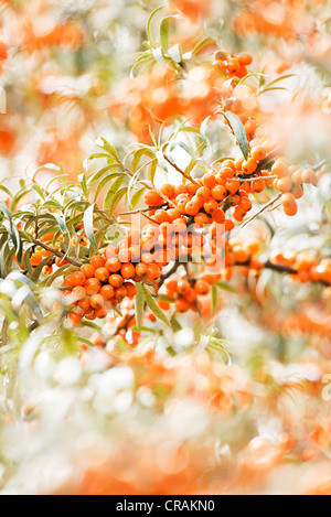 De nombreuses communes mûrs argousier (Hippophae rhamnoides) petits fruits sur un arbuste, Toscane, Italie, Europe Banque D'Images