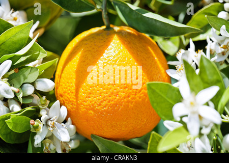 Culture biodynamique orange (Citrus aurantium) × avec orange fleurs sur un oranger, Sicile, Italie, Europe Banque D'Images