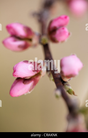 Les bourgeons sur une amande (Prunus dulcis) tree Banque D'Images