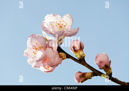 Amande (Prunus dulcis) blossoms Banque D'Images