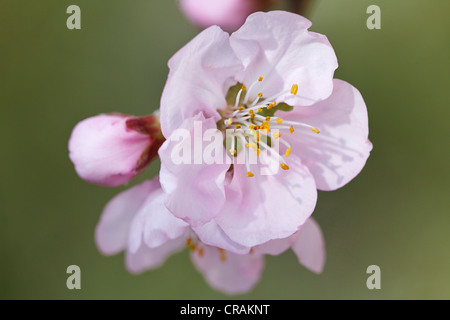 Amande (Prunus dulcis) blossoms Banque D'Images