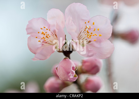 Amande (Prunus dulcis) blossoms Banque D'Images