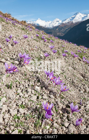 Blooming crocus safran (Crocus sativus) sur le petit champs de safran de la municipalité de Mund dans les montagnes du canton Banque D'Images