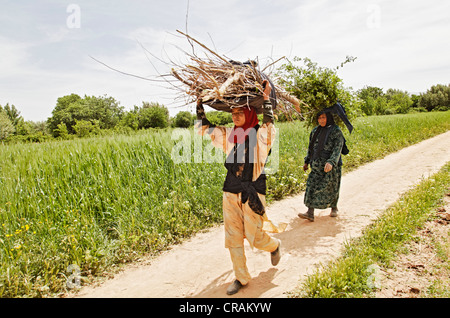 Deux femmes transporter le bois sur leurs têtes à travers les champs d'une oasis où les roses de Damas (Rosa Damascena) sont organiquement Banque D'Images