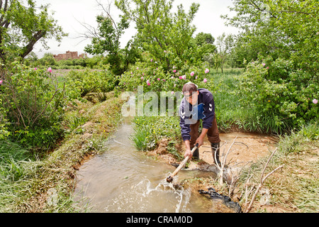 Homme creuser avec une binette pour rediriger un canal d'irrigation dans une oasis où les roses de Damas (Rosa Damascena) sont issus de l'agriculture Banque D'Images