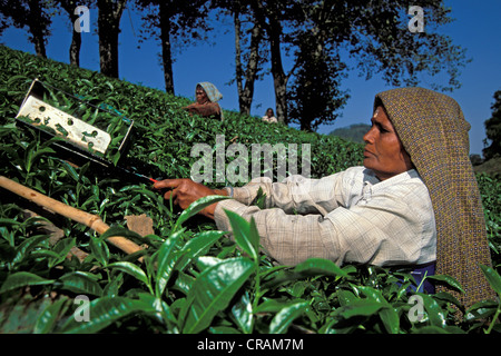Les cueilleurs de thé, plantation de thé, près de Munnar, Kerala, Inde, sud de l'Inde, l'Asie Banque D'Images