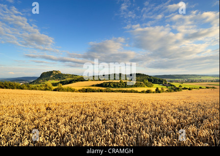 Champ de blé mûr de Hegau, sur l'horizon Hohentwiel, un volcan éteint, Constance district, Bade-Wurtemberg Banque D'Images