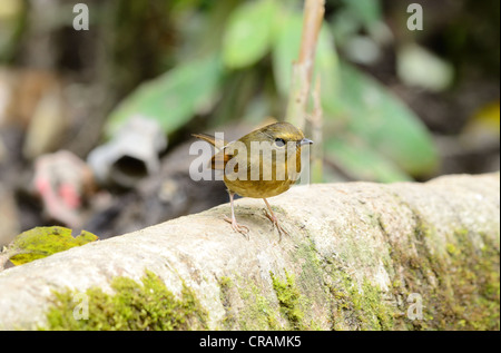 Belle Neige femelle-browed flycatcher (Ficedula hyperythra) possing Banque D'Images