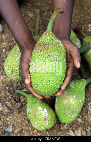 Main tenant l'arbre à pain (Artocarpus altilis), Province de l'Ouest, la Papouasie-Nouvelle-Guinée Banque D'Images