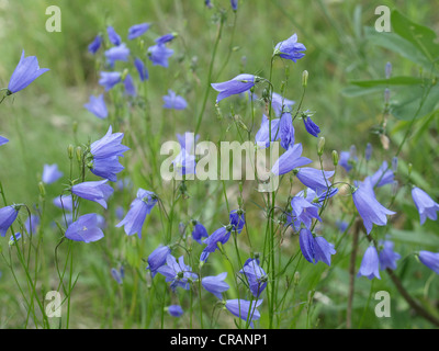 Wild Flower meadow avec diffusion / Campanule Campanula patula / Wiesen-Glockenblume Banque D'Images