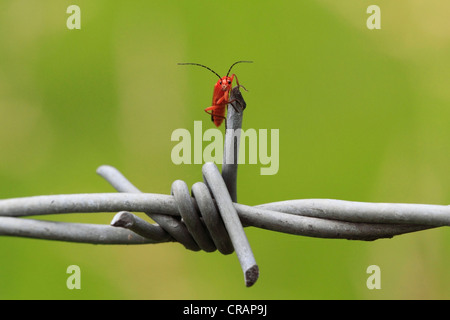 Red Headed Cardinal (Pyrochroa serraticornis Beetle) , Worcestershire, Angleterre, Europe Banque D'Images