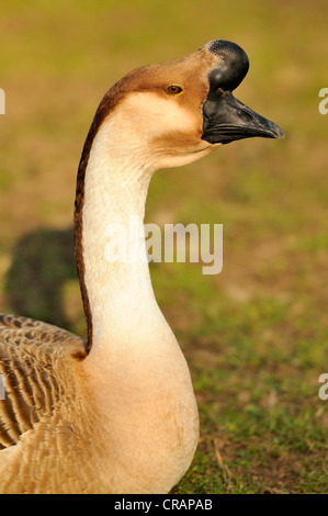 Chinese goose (Anser cygnoides domestica) f. Banque D'Images