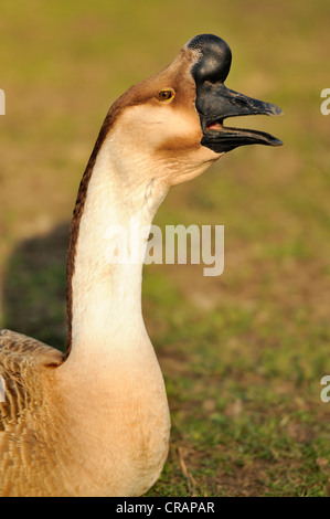 Chinese goose (Anser cygnoides domestica) f. Banque D'Images