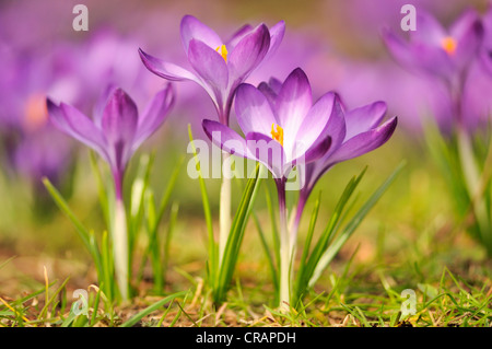 Purple crocus (Crocus) avec des fleurs ouvertes, Germany, Europe Banque D'Images