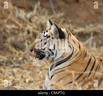 Différentes ambiances d'un jeune tigre. Banque D'Images