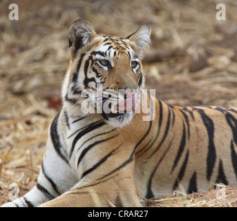 Différentes ambiances d'un jeune tigre. Banque D'Images