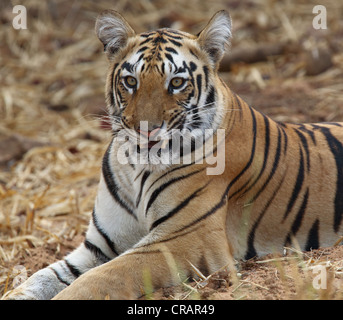 Différentes ambiances d'un jeune tigre. Banque D'Images