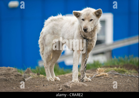 Husky enchaînés, Kulusuk, Est du Groenland, Greenland Banque D'Images