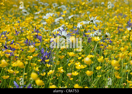 Terrain buttercup Meadow Banque D'Images