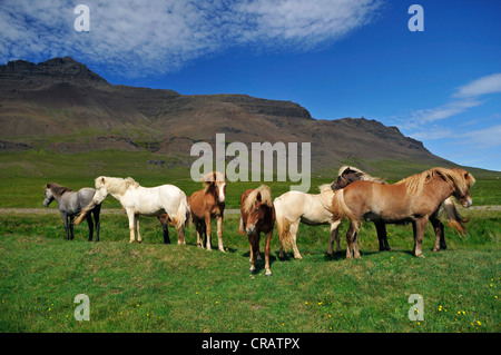 Chevaux Islandais (Equus ferus caballus), péninsule Snaefells, Islande, Europe Banque D'Images