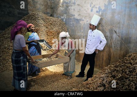 Chef de la maison de Malabar Heritage Hotel dans une chambre de stockage de gingembre, Juif Ville, Kochi, Cochin, Kerala, Inde du Sud, Inde, Asie Banque D'Images