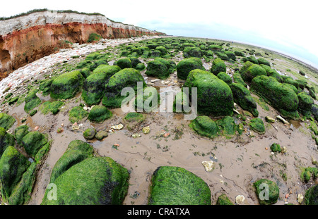 Mer rochers couverts de mauvaises herbes à marée basse avec les falaises fossilifères, stratifié à Hunstanton dans North Norfolk, Angleterre. Banque D'Images