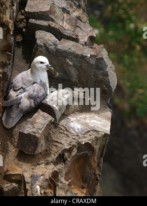 Juvenile Herring Gull Larus argentatus, sur une falaise rocheuse, Cornwall, UK Banque D'Images