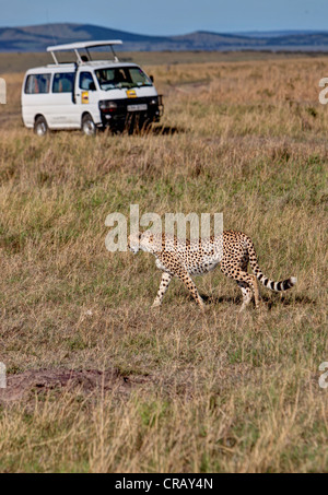 Le Guépard (Acinonyx jubatus) traversée en face d'un bus safari, Masai Mara National Reserve, Kenya, Afrique de l'Est, l'Afrique Banque D'Images