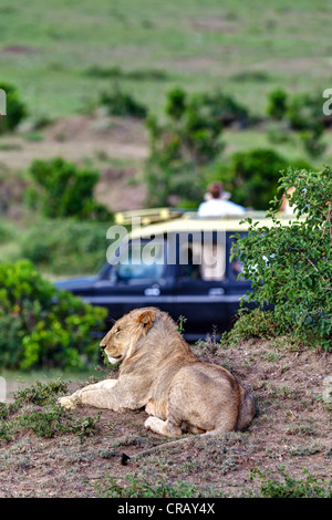 Lion (Panthera leo) en appui à l'avant d'un véhicule de safari, Masai Mara National Reserve, Kenya, Afrique de l'Est, Afrique, PublicGround Banque D'Images