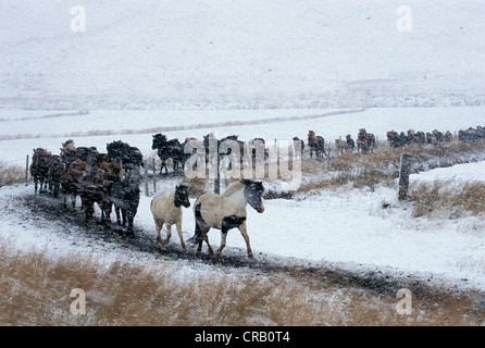 Islande chevaux est arrondie dans la neige pour Laufskalarett, la plus grande île de l'arrondir, Hjaltadalur Banque D'Images